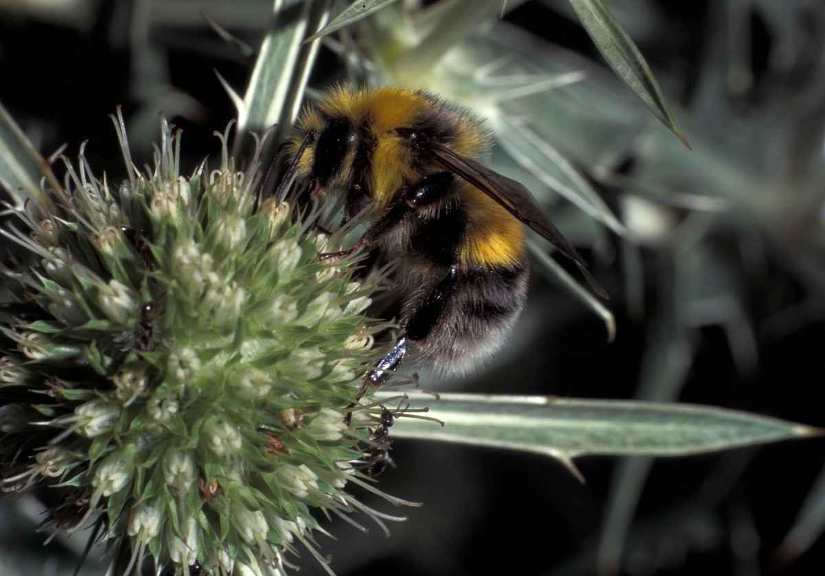 Bombus Lucorum, White-tailed Bumblebee